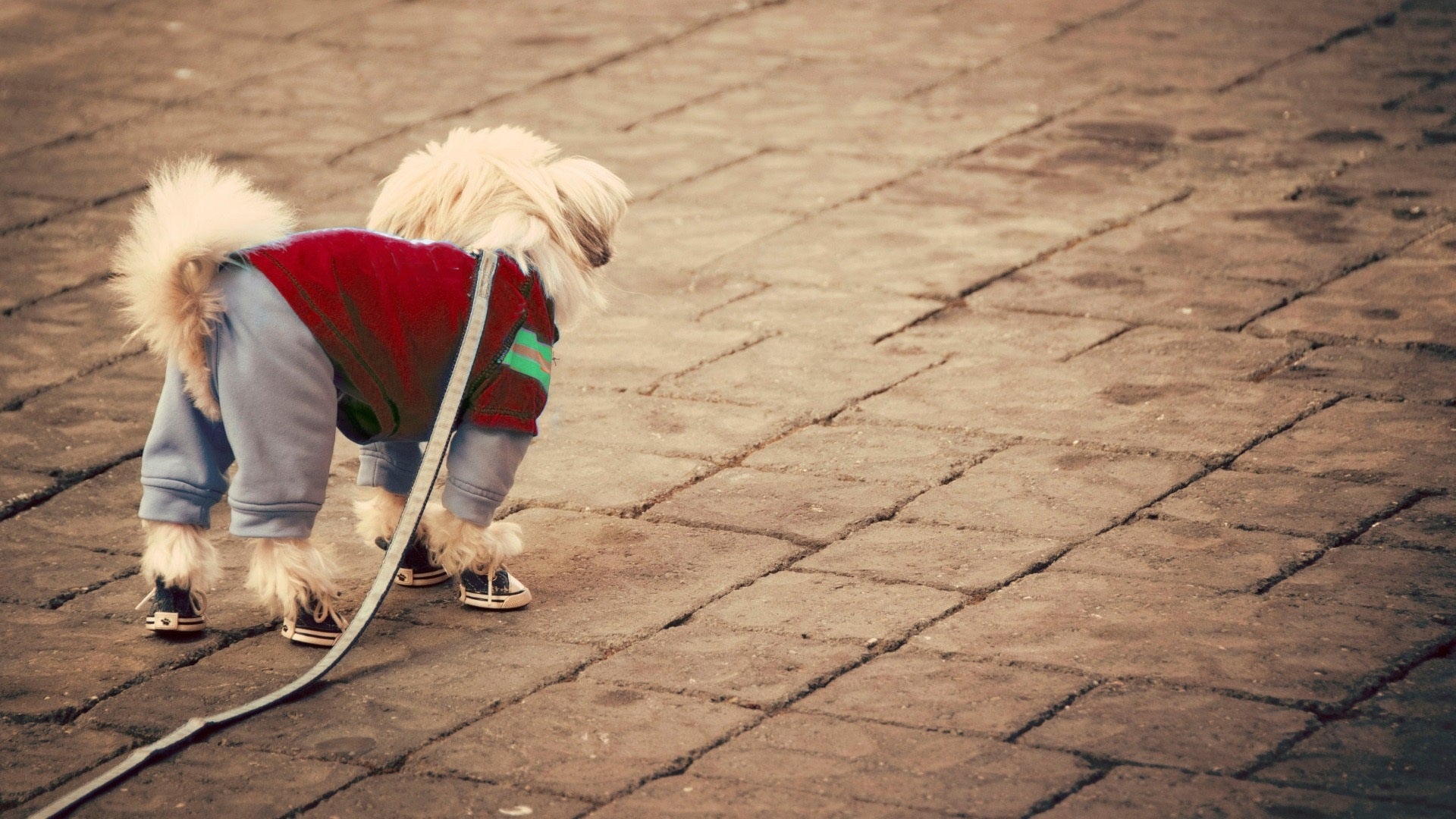 The Dog Days of Christmas